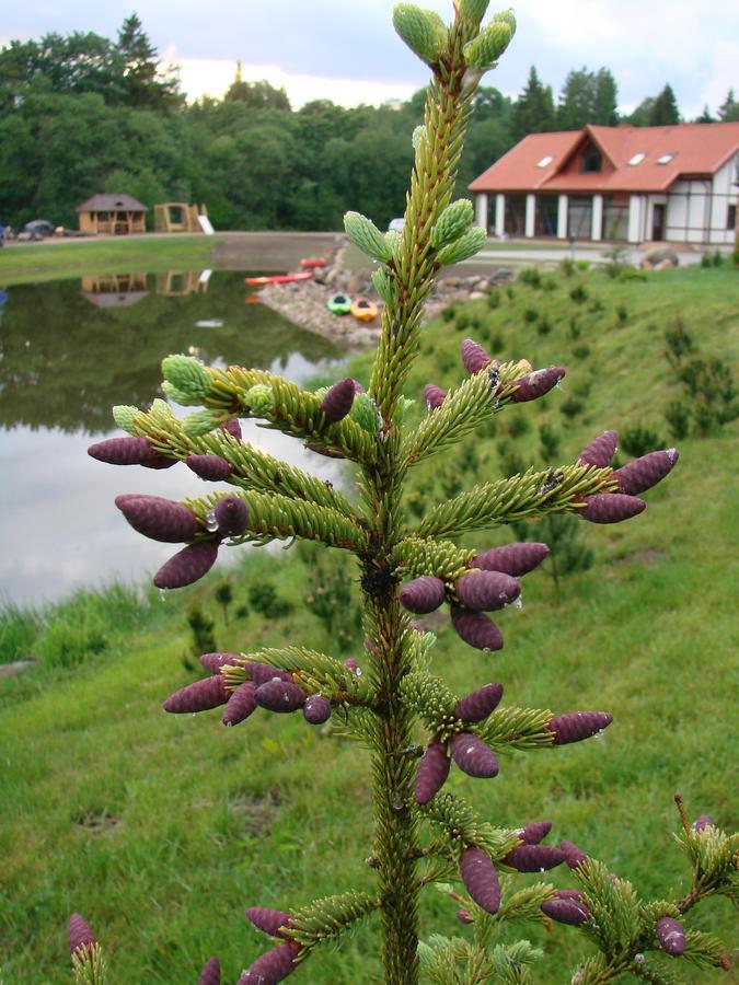 Jurvinge Hotel Zadvainai Buitenkant foto